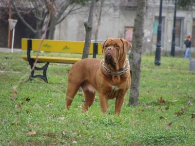 波尔多狗在城市公园