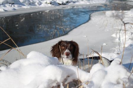 英国史宾格犬在雪堆里