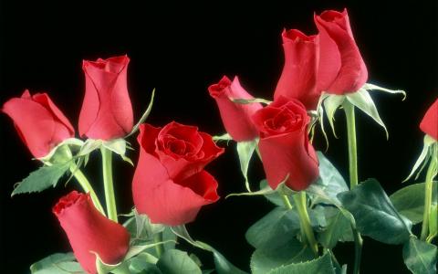 红玫瑰的花朵