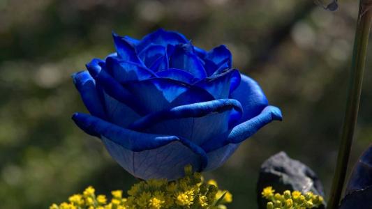 黎明时分有一朵蓝玫瑰