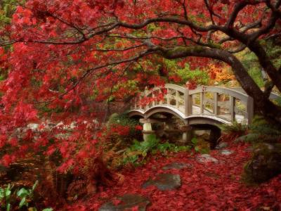 桥在秋天的公园