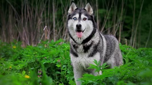 用不同的眼睛西伯利亚雪橇犬
