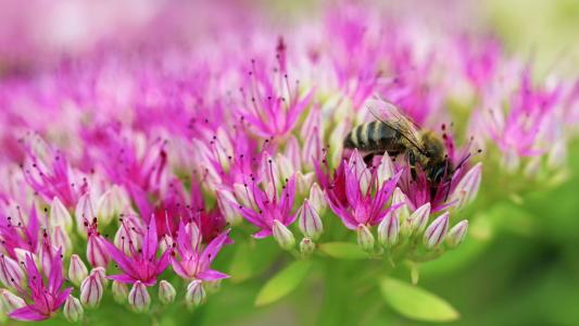 蜜蜂在粉红色的花朵的字段上
