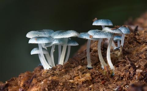 家庭的蓝色蘑菇