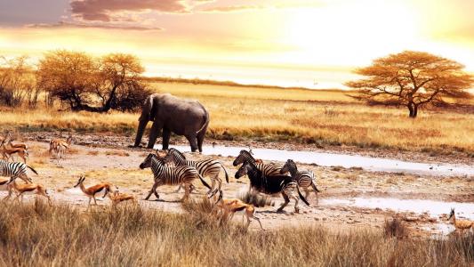 在非洲大草原的动物