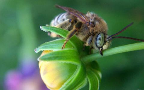 在绿色的花蕾上的蜜蜂