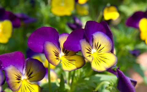 美丽的花朵黄紫罗兰紫罗兰