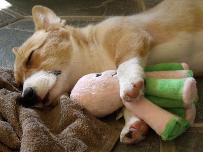 威尔士柯基犬用玩具睡着了