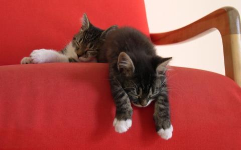 在红色扶手椅上的两只懒惰小猫