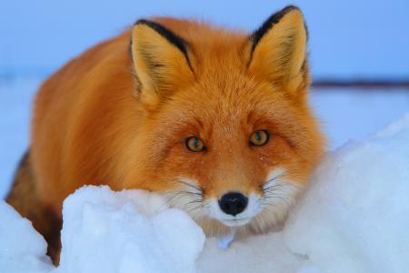 红狐狸在雪地里