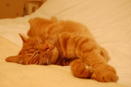 红猫睡在床单上甜美
