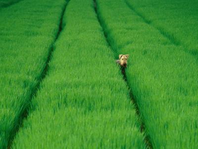 Airedale在绿色的田野