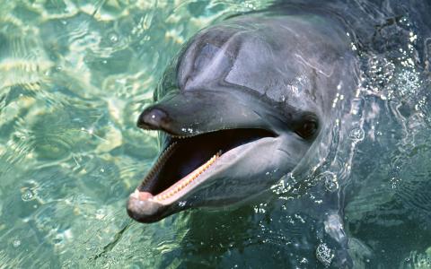 齿状的海豚