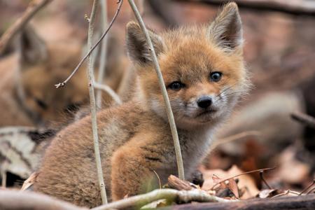 一只小小的伤心的狐狸坐在干燥的树叶上