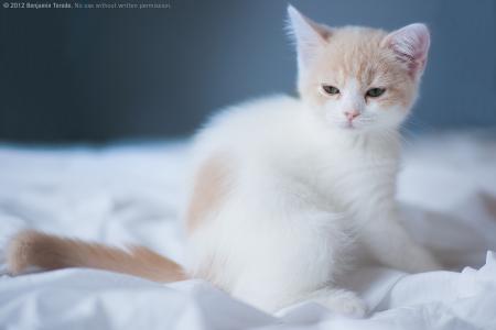 在白色床上的小猫