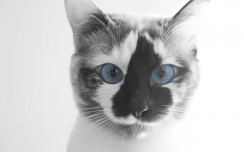 有蓝眼睛的滑稽的猫