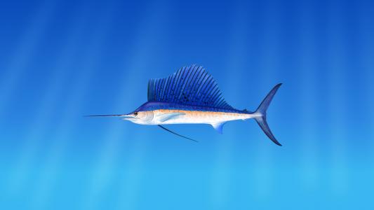在蓝色背景上的海鱼马林鱼