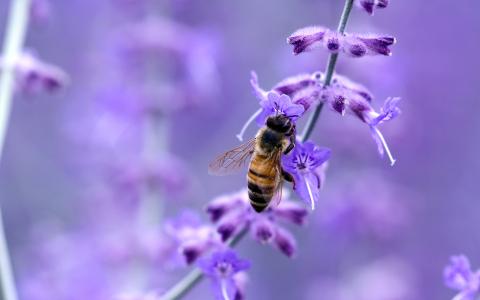 在紫罗兰色的花上的蜜蜂