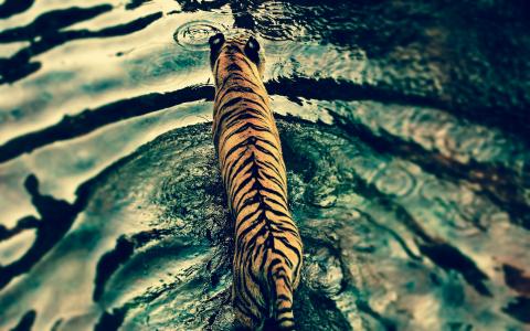 老虎决定游泳