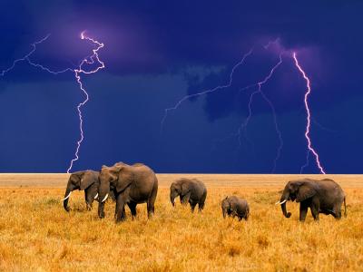 非洲大象闪电