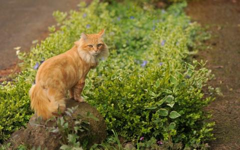 红猫站在一块岩石上