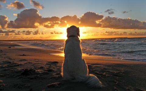 看着日落的白色狗