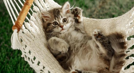 在吊床上有趣的猫