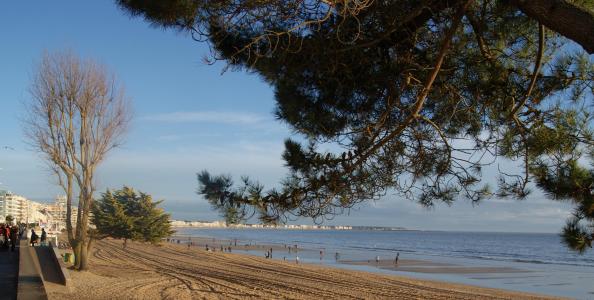 树在法国拉博勒海滩上