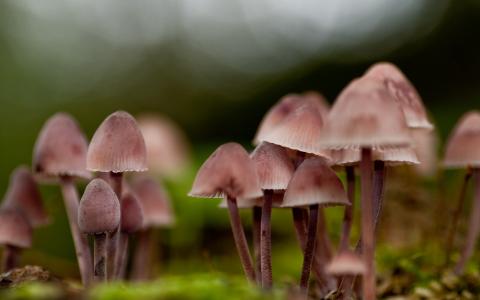蘑菇采摘