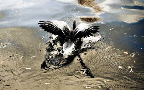 鸟从水中起飞