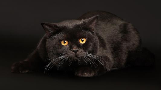 邪恶厚厚的黑猫