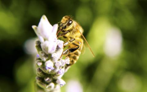 蜜蜂在花上收集花蜜