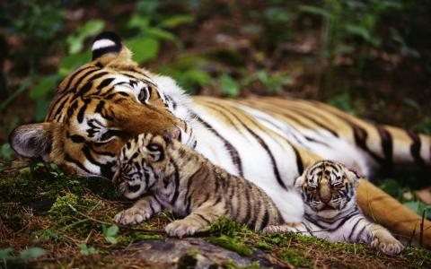 母老虎和小猫