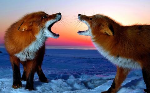 一双狐狸