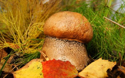 厚厚的蘑菇
