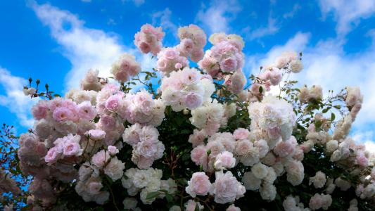 桃红色玫瑰精美灌木反对蓝天