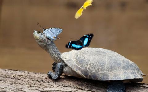 乌龟和蝴蝶