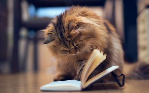 猫读这本书