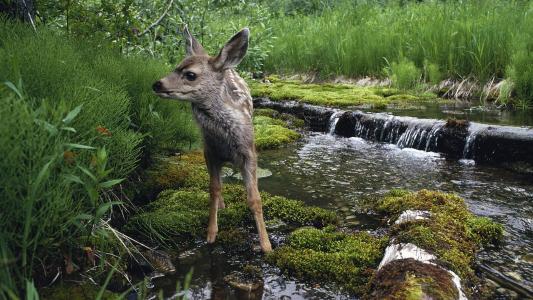 水坑上的小鹿