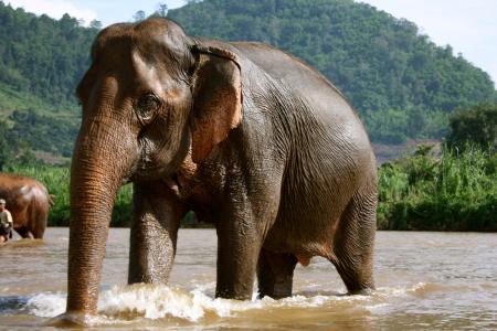 沐浴在泰国清莱度假胜地的大象