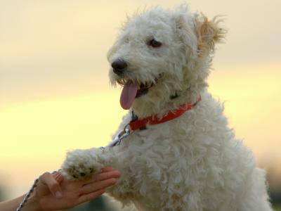 bichon-frieze品种的狗给了一个爪子