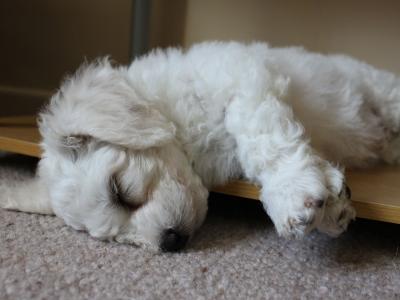 bichon-frieze品种的小狗睡着了