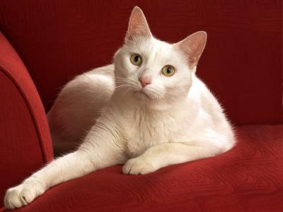 在红色沙发上的白色猫