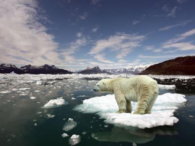 一只北极熊站在一块浮冰上