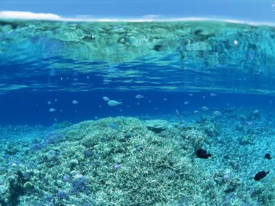 在珊瑚礁上的透明水