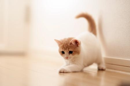 一只小猫在地板上玩耍