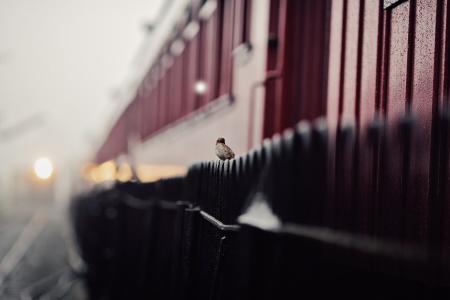 一只麻雀坐在栅栏上