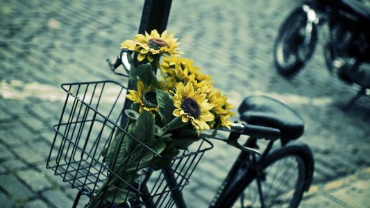 向日葵在一辆自行车的篮子里