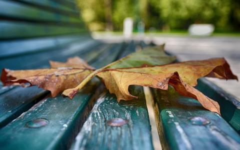 在长凳上的叶子
