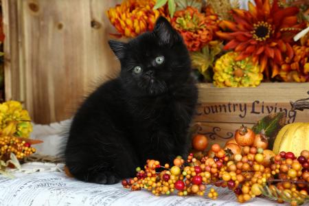 蓬松的小黑猫与秋天的浆果
